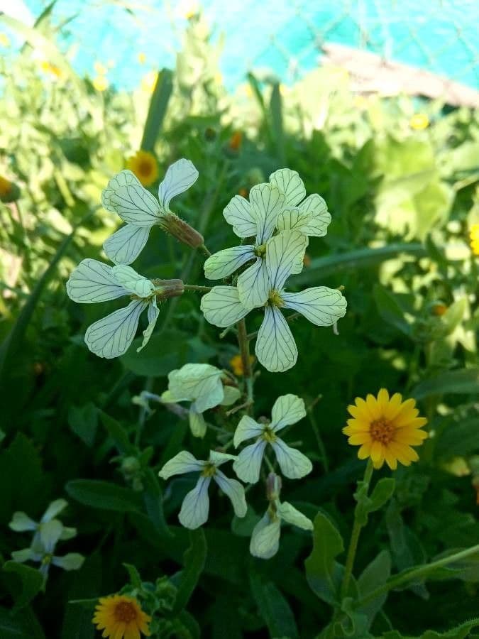 Raphanus raphanistrum