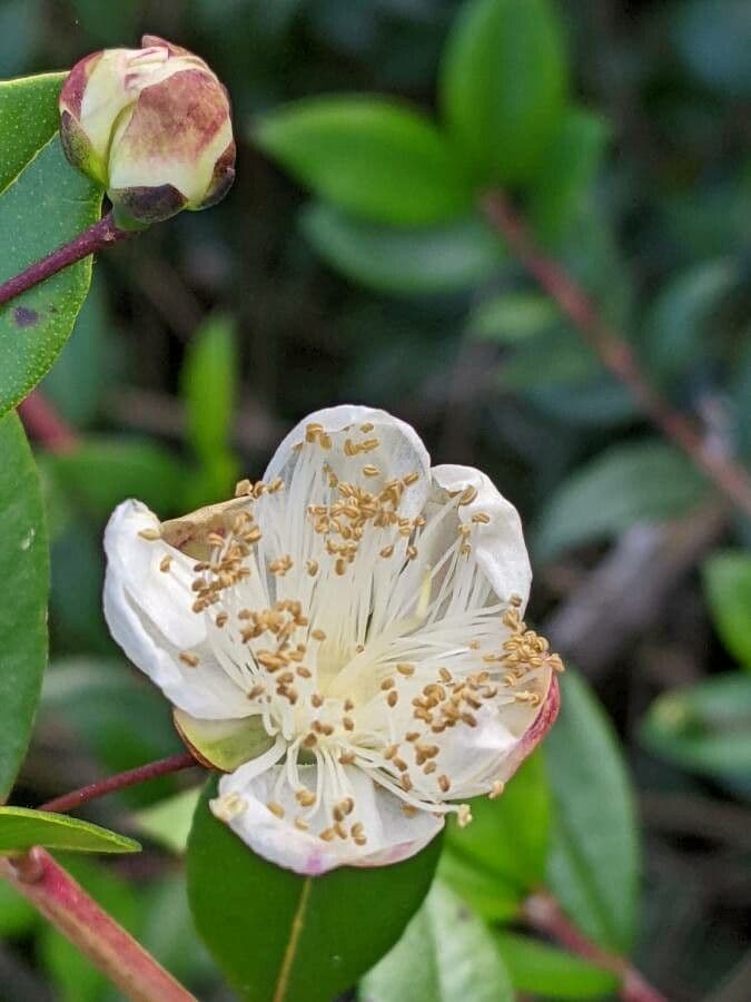 Myrtus communis