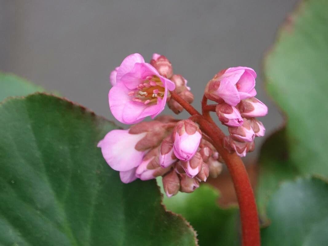 Bergenia crassifolia