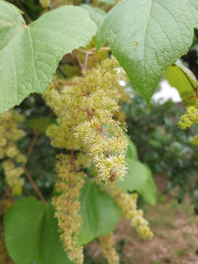 Vitis mustangensis