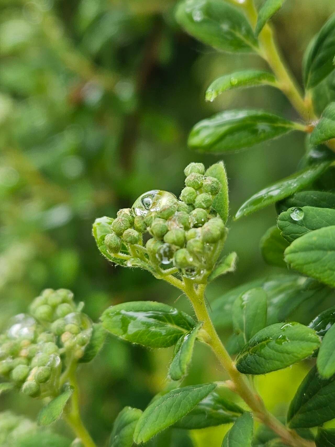 Spiraea betulifolia