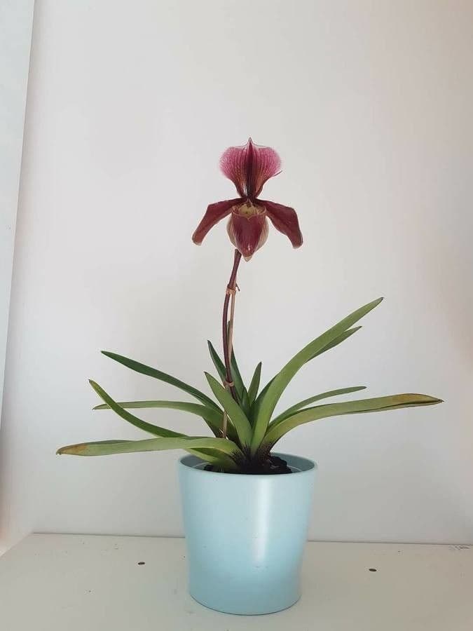 Paphiopedilum charlesworthii