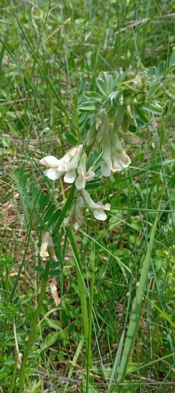 Vicia pannonica