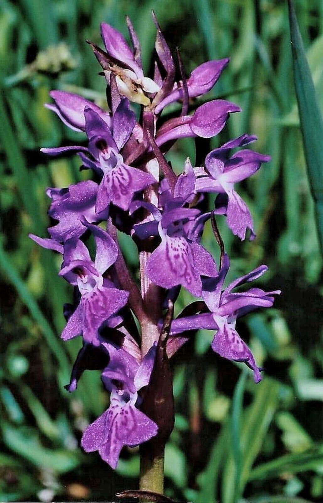 Dactylorhiza majalis subsp. lapponica