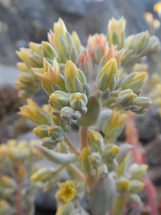 Sedum albomarginatum
