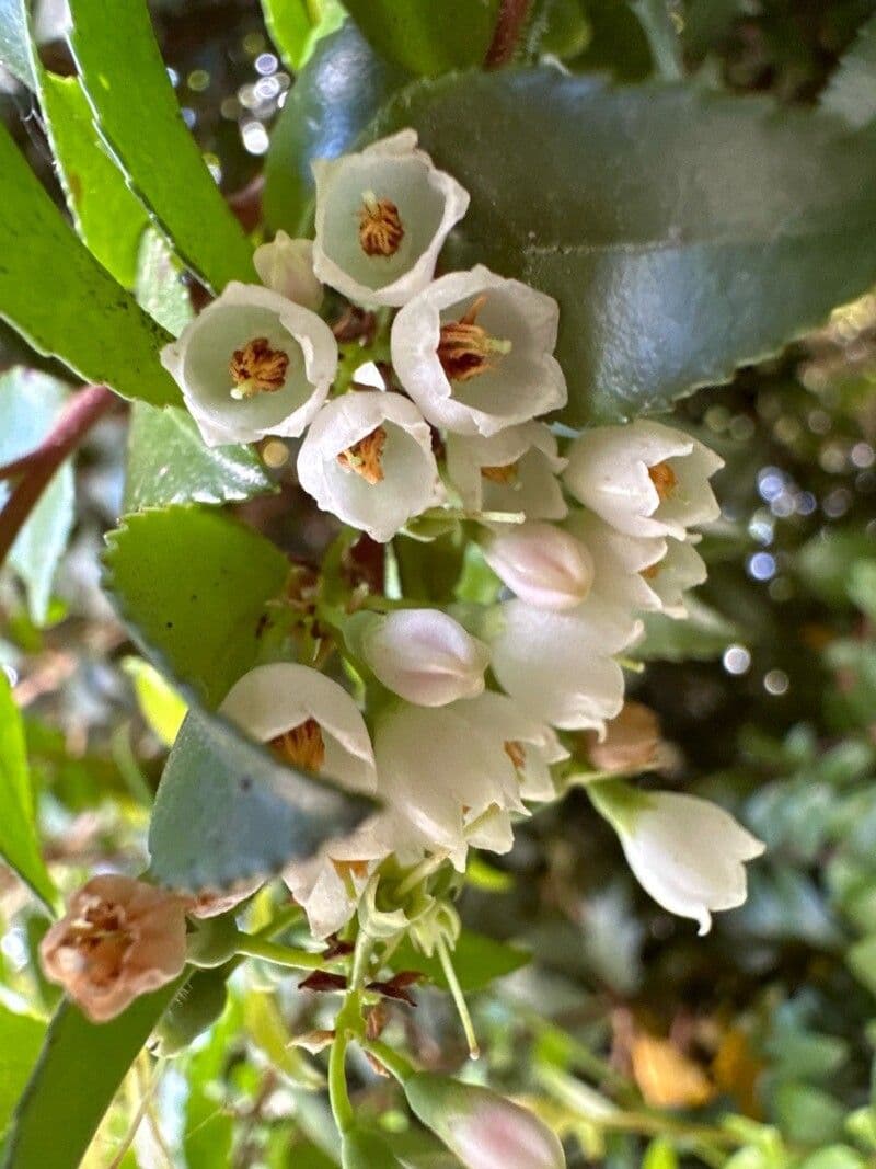 Vaccinium ovatum