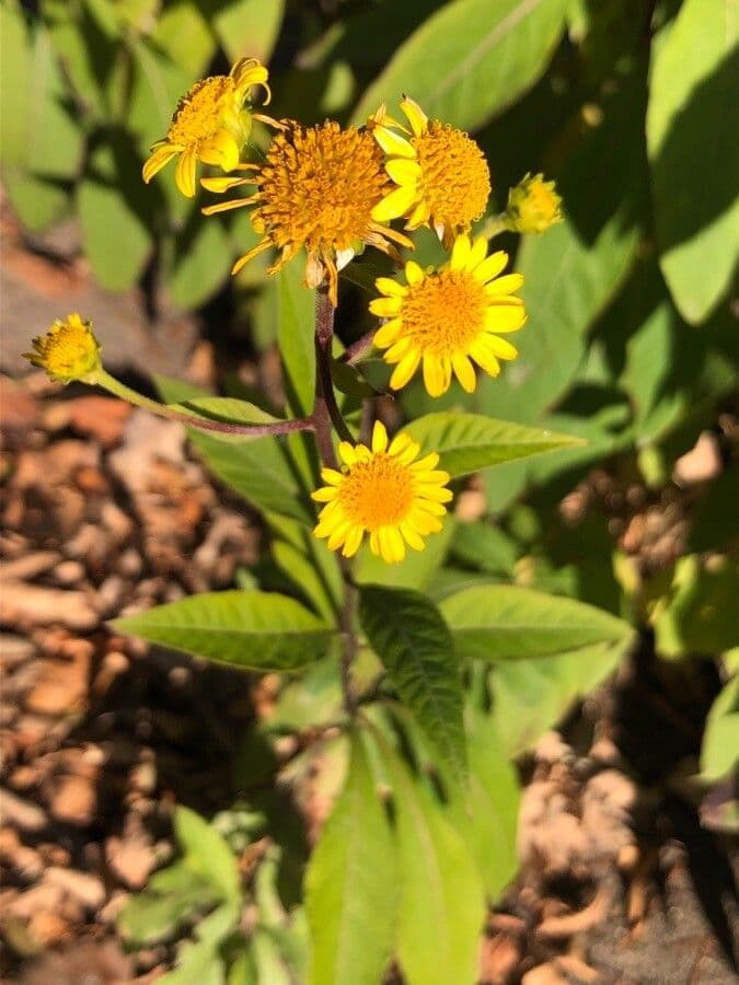 Verbesina alternifolia