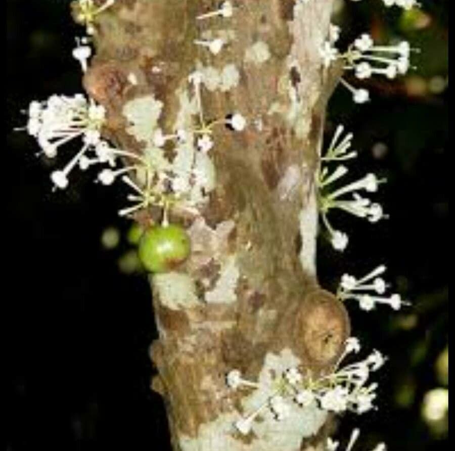 Ficus racemosa