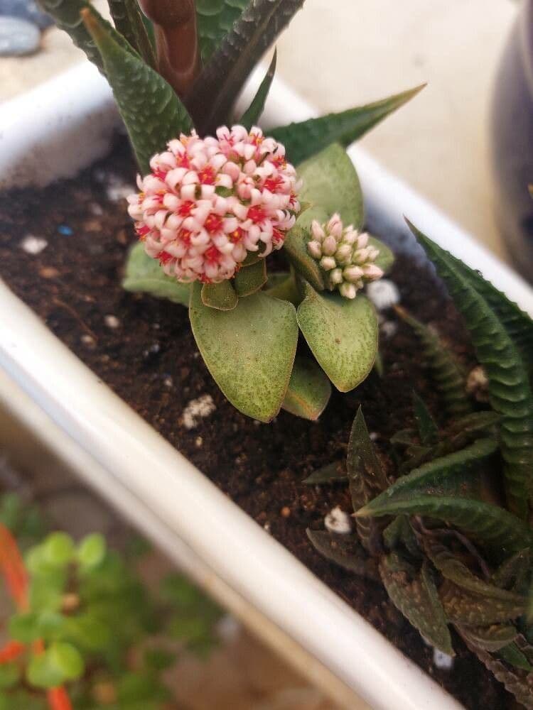 Crassula lactea