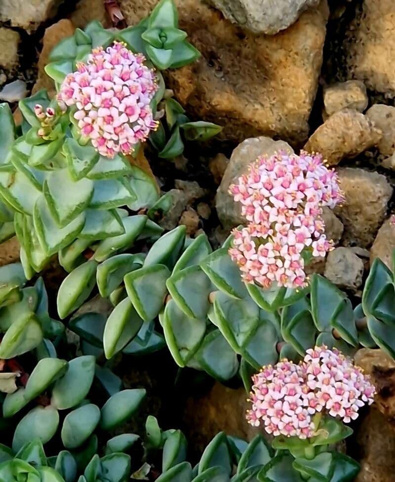 Crassula rupestris