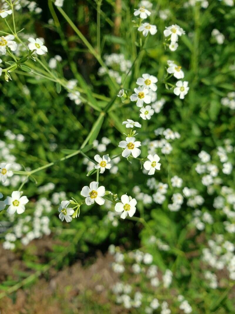 Euphorbia corollata