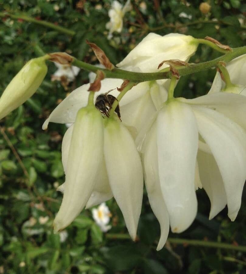 Yucca gloriosa