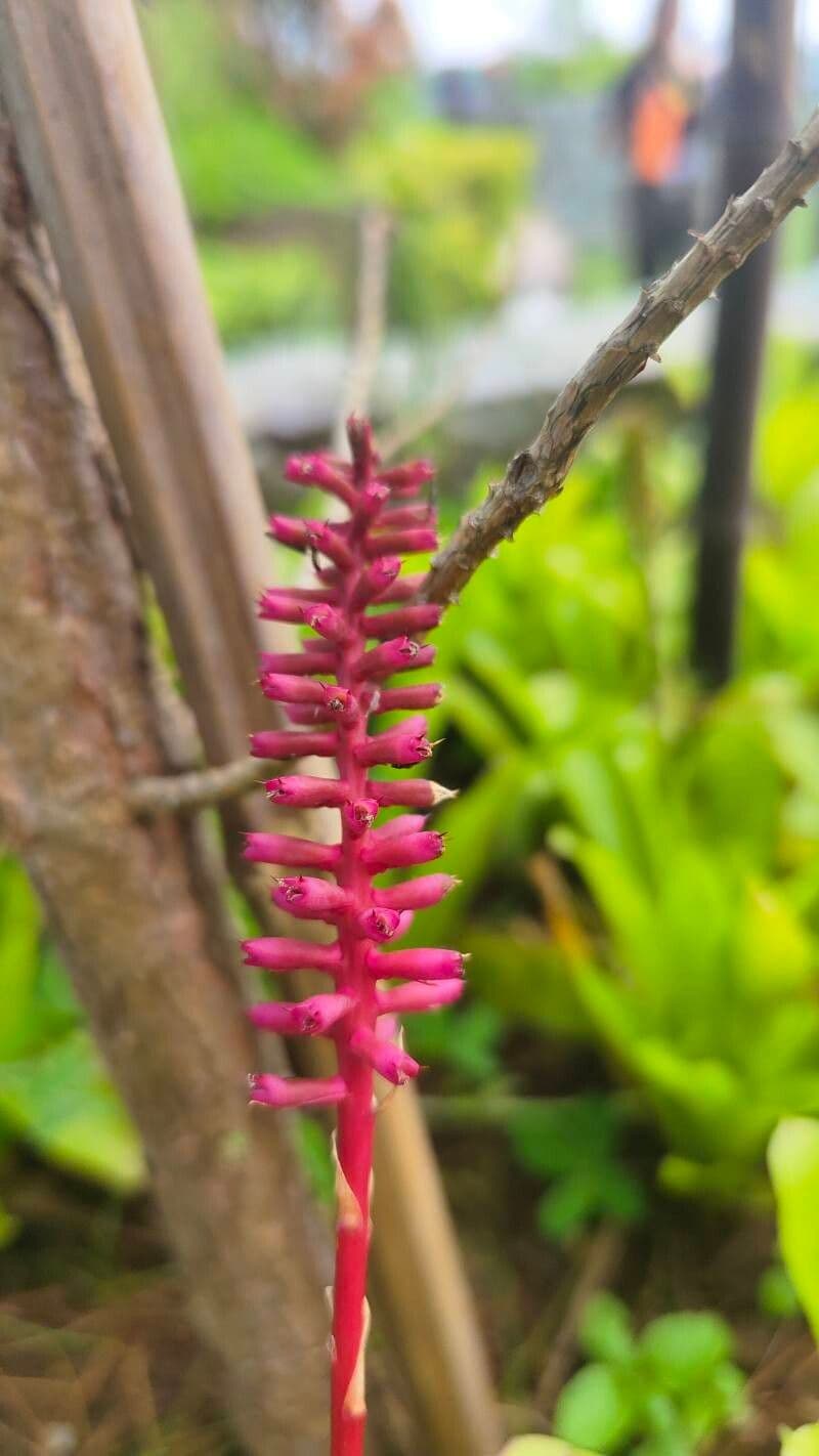 Aechmea gamosepala