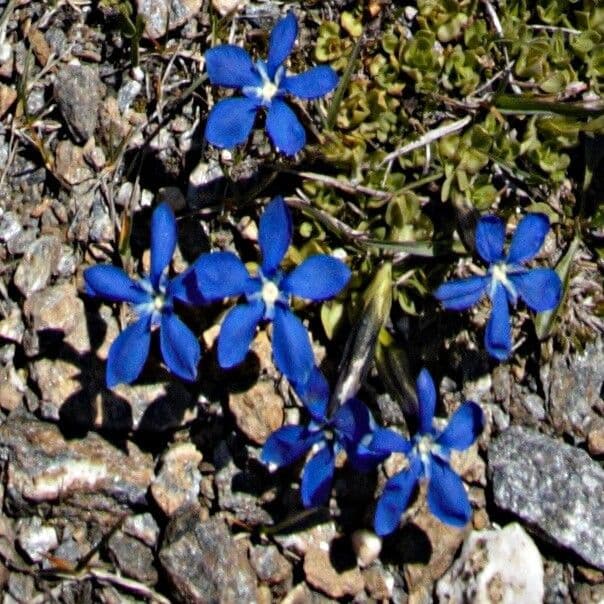 Gentiana brachyphylla