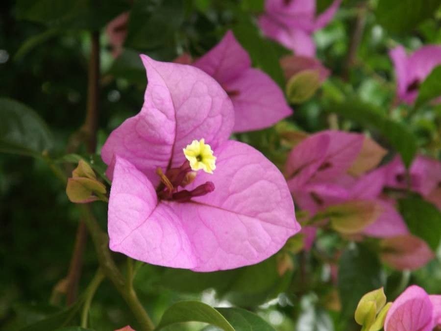 Bougainvillea glabra