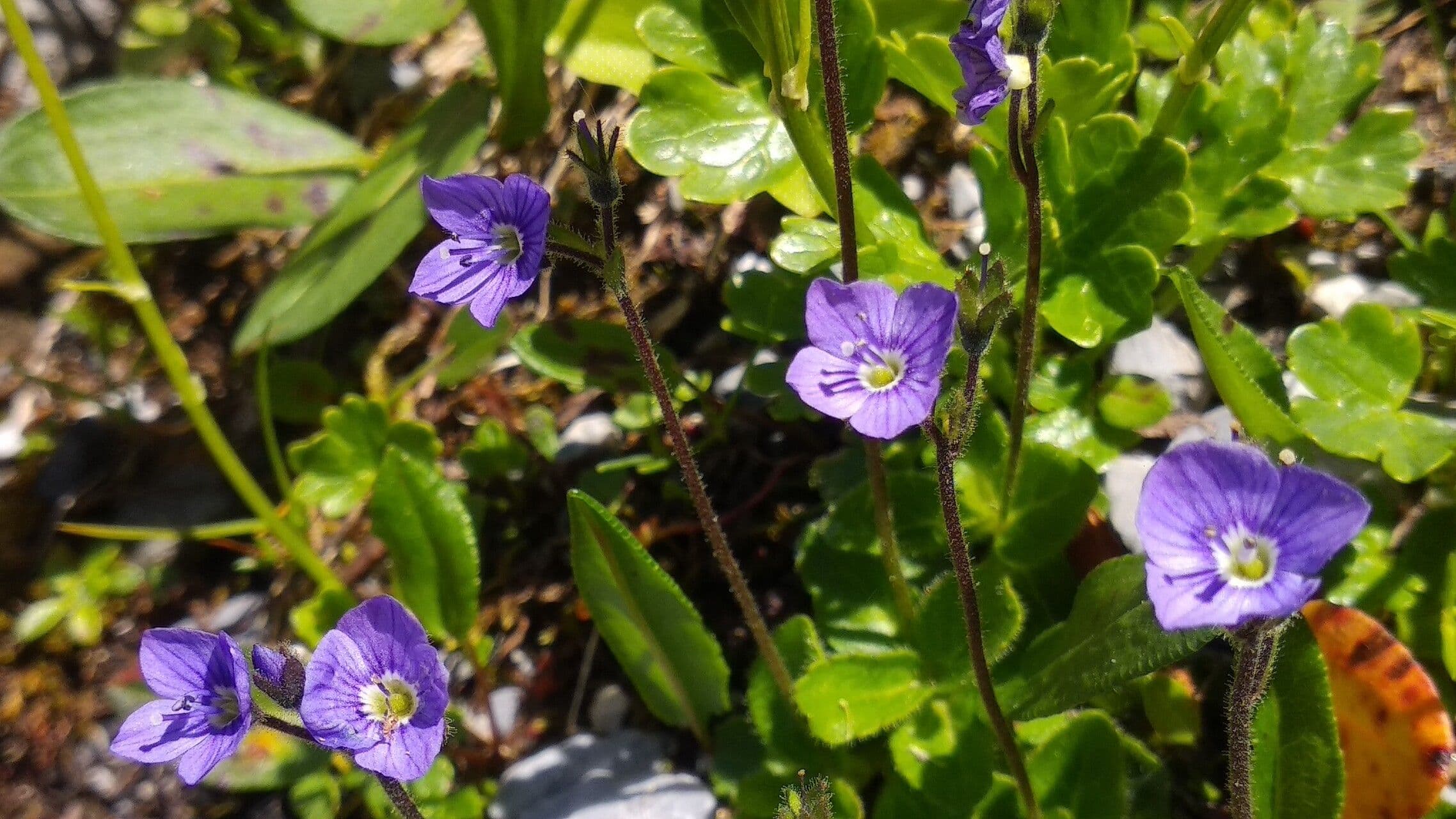 Veronica aphylla