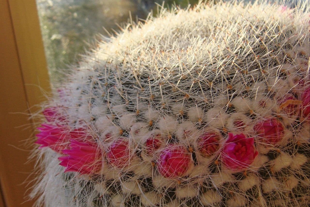 Mammillaria hahniana