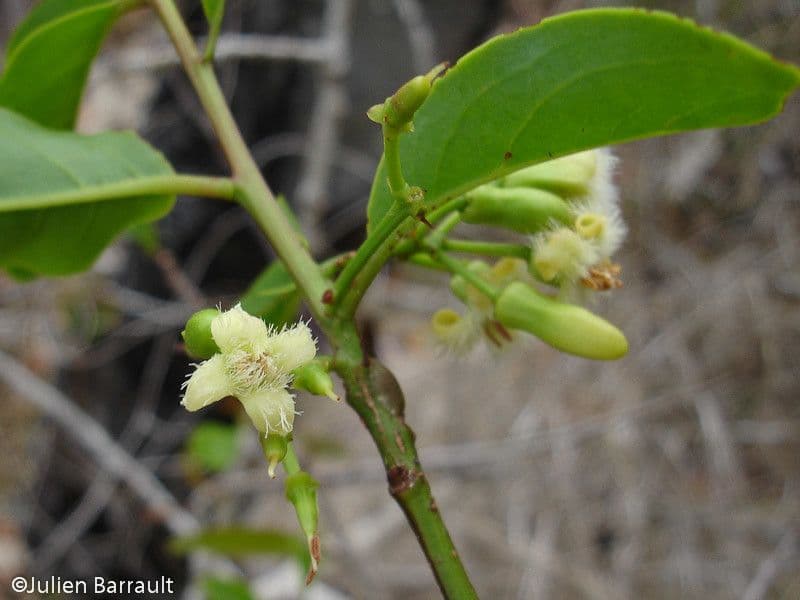 Ximenia americana