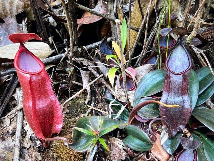 Nepenthes vieillardii