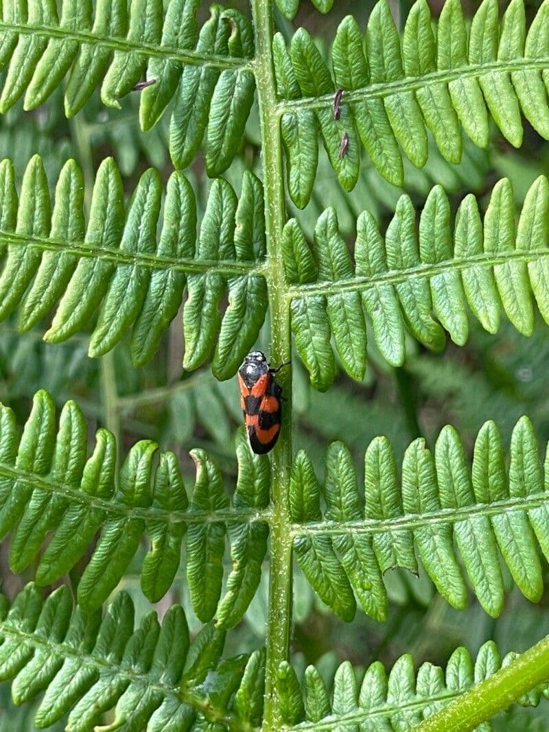 Pteridium aquilinum