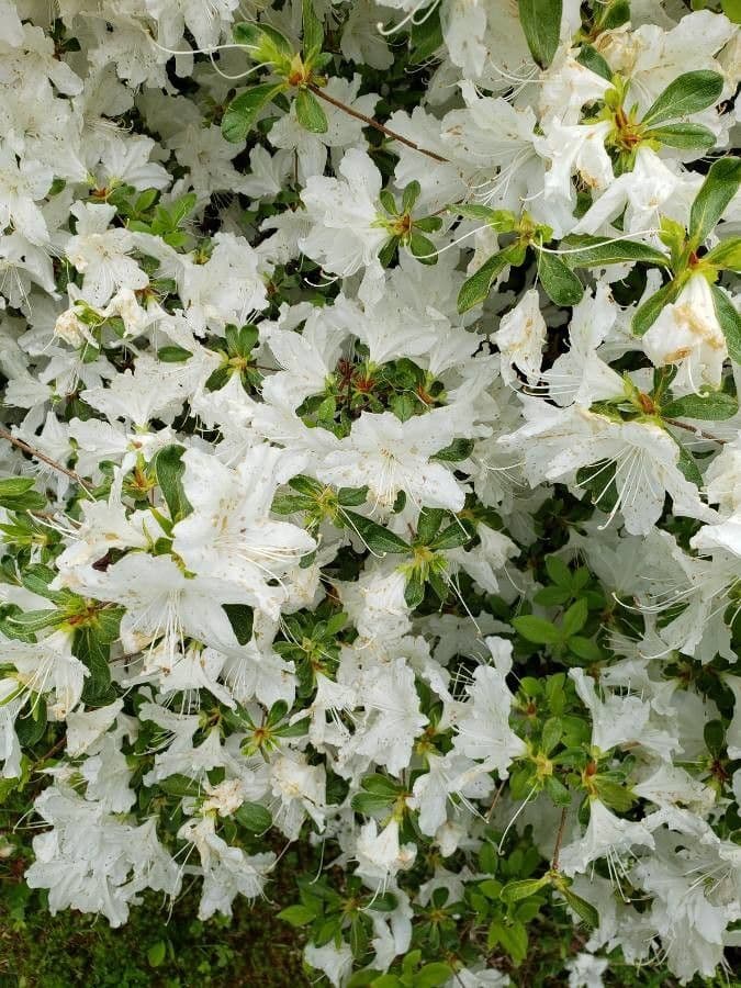 Rhododendron arborescens
