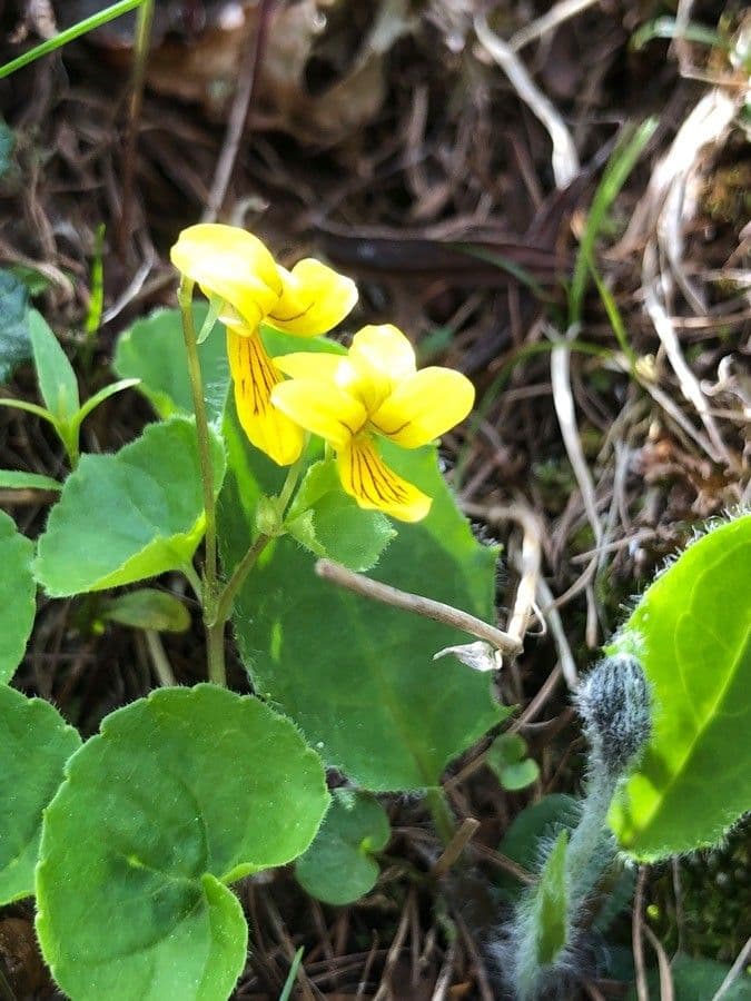 Viola glabella