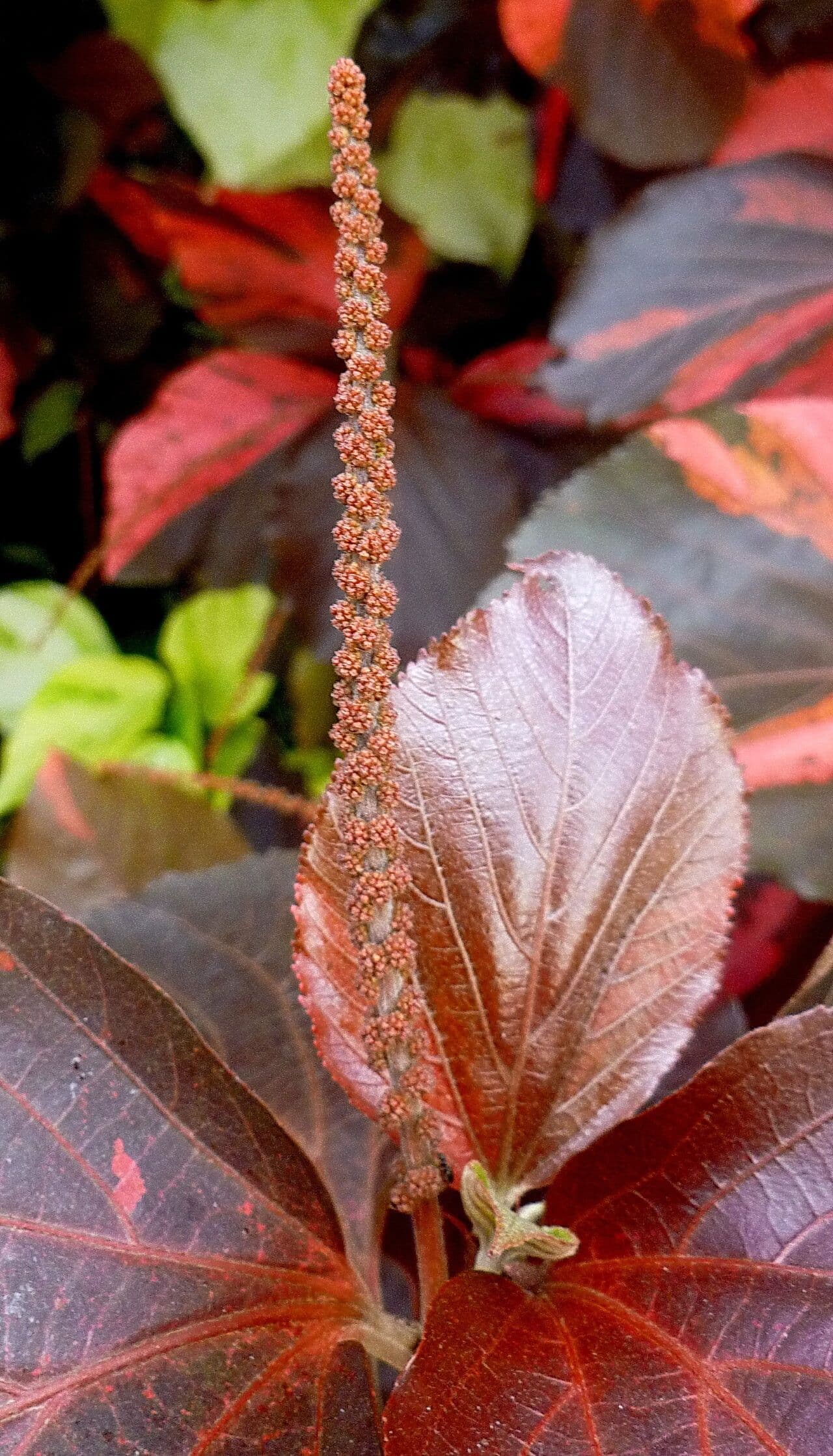 Acalypha wilkesiana