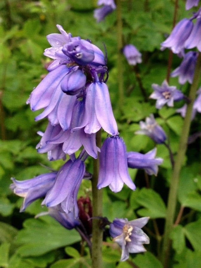 Hyacinthoides non-scripta
