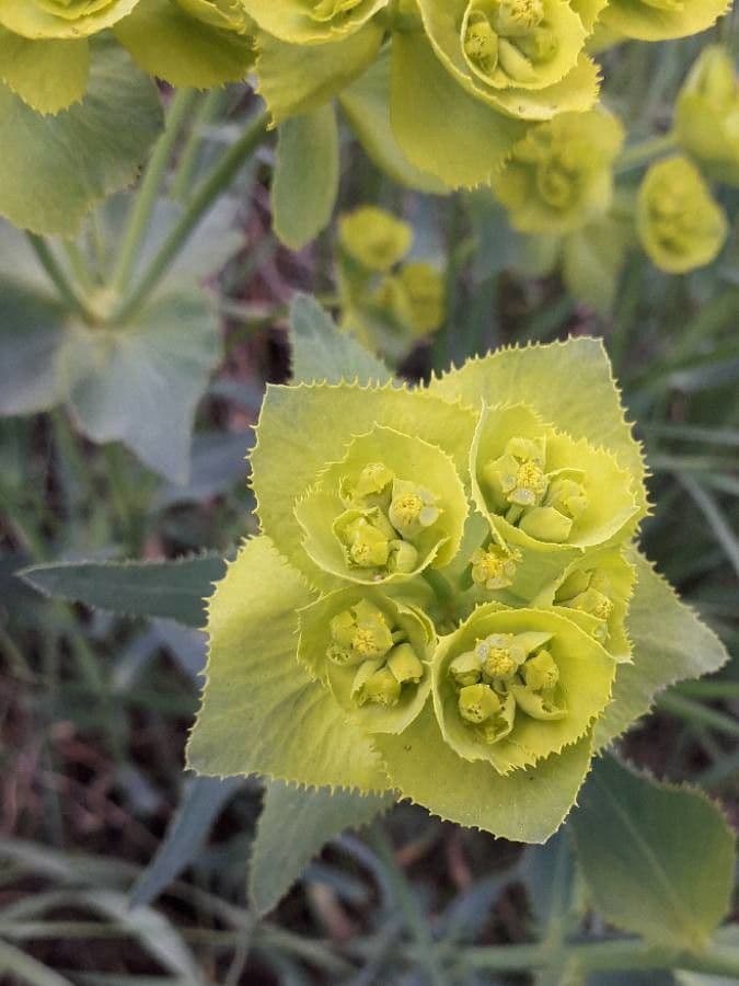 Euphorbia serrata