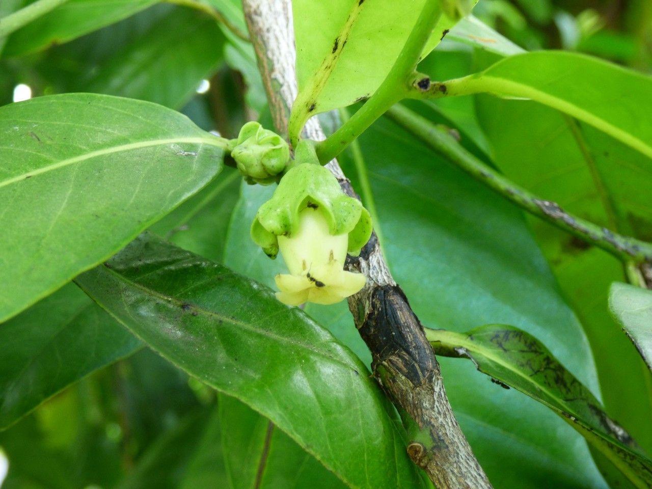 Diospyros nigra