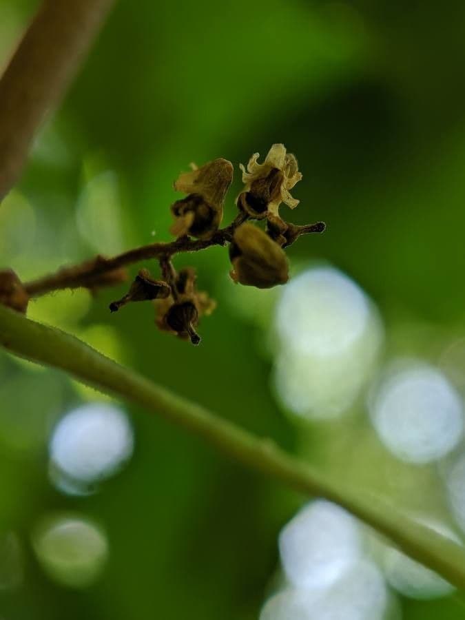 Vitis rotundifolia