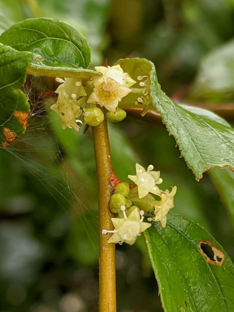 Ziziphus oenopolia