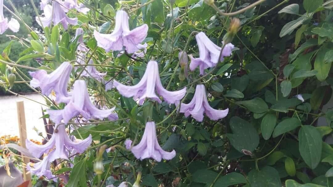 Clematis crispa