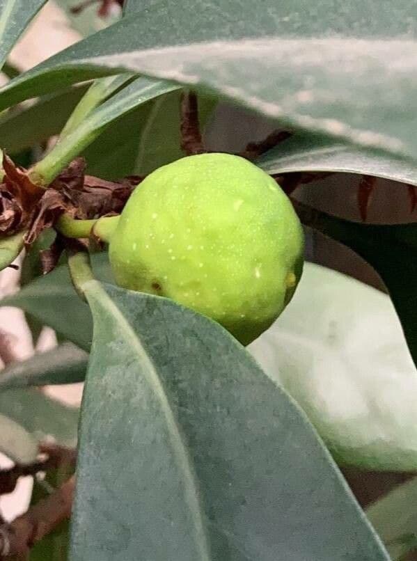 Ficus cyathistipula