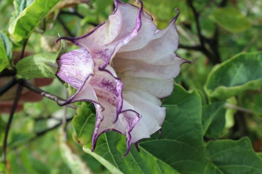 Datura metel