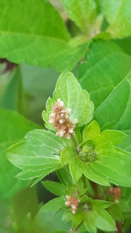 Acalypha virginica