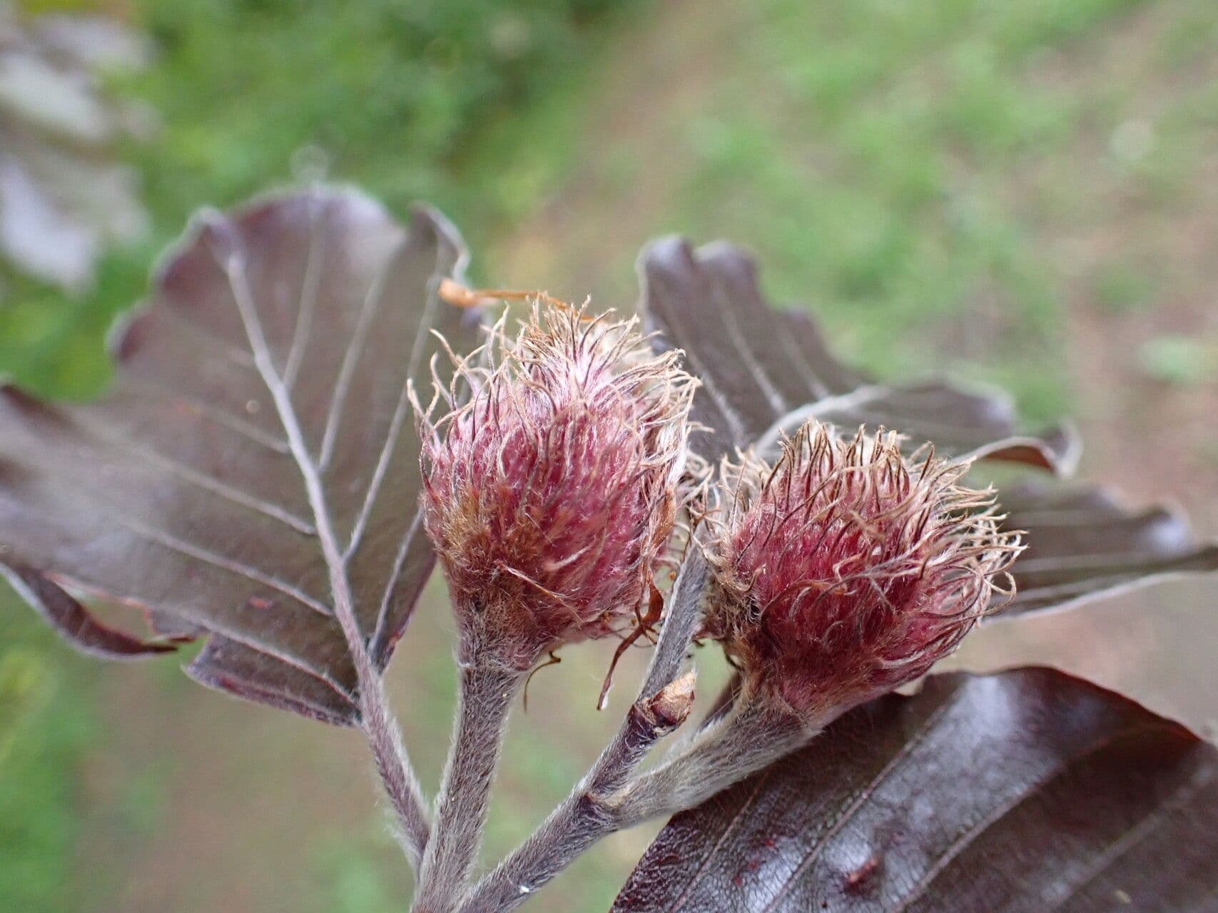 Fagus sylvatica