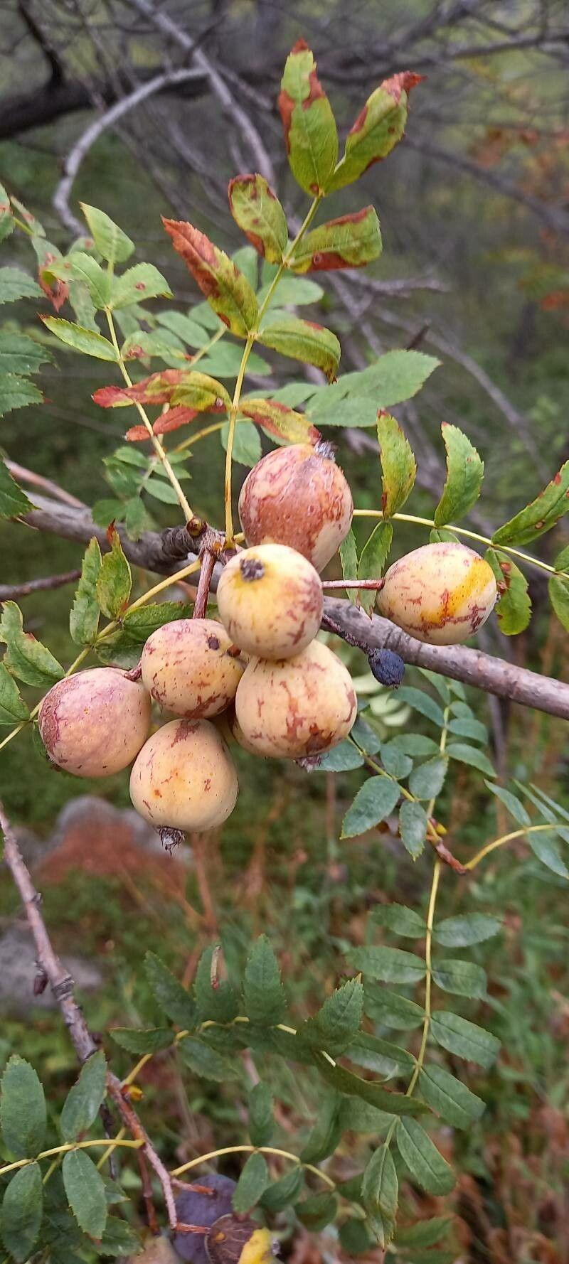 Zanthoxylum capense