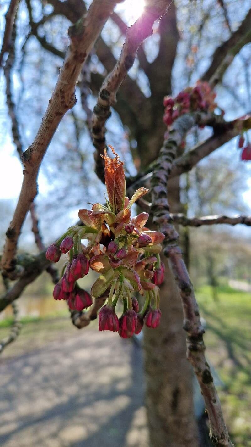 Ulmus laevis