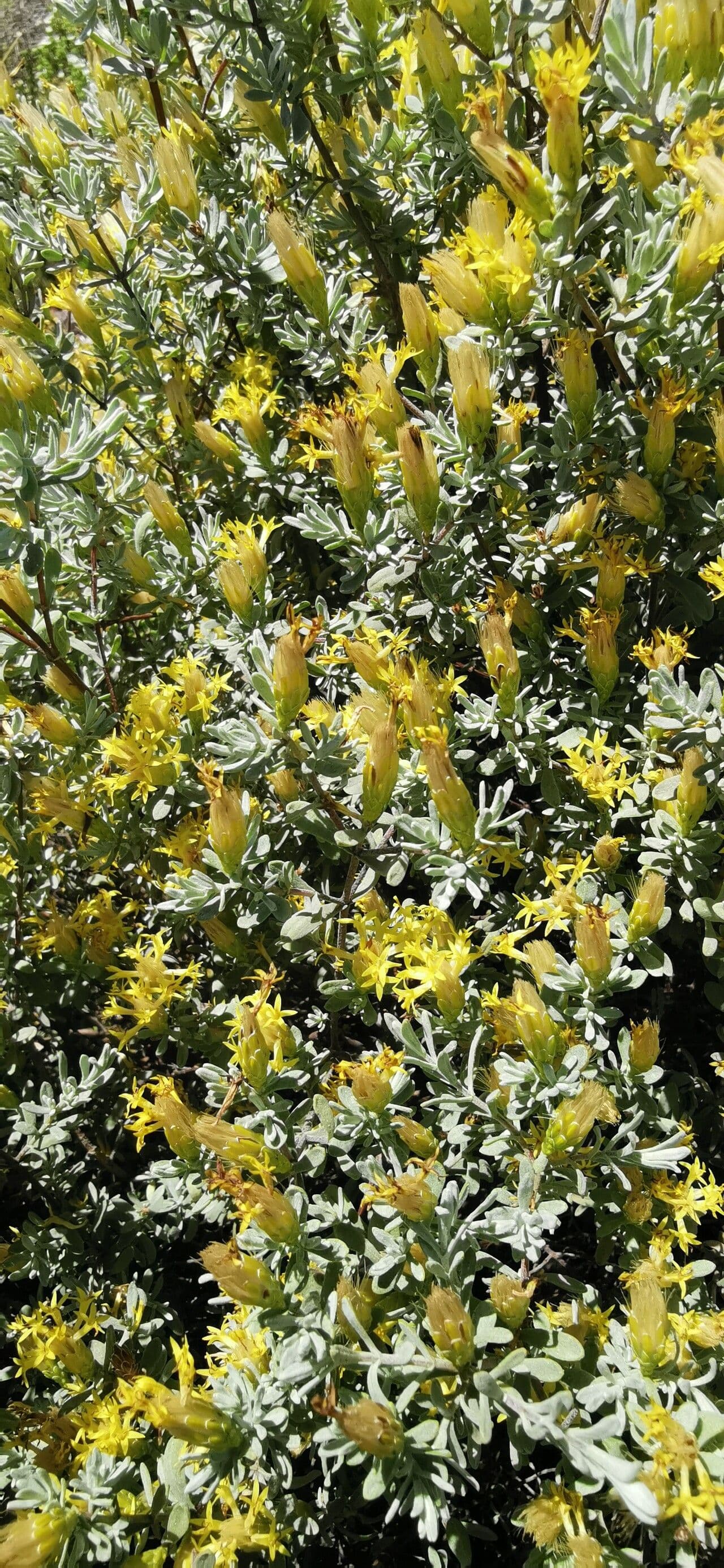 Tetradymia canescens