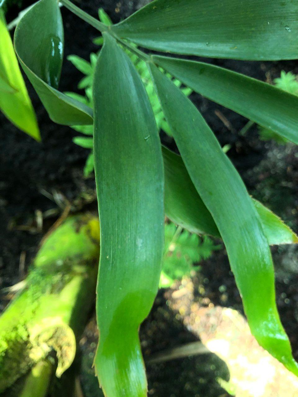 Zamia lacandona