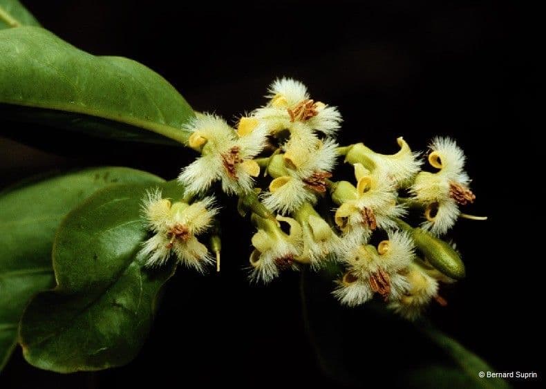 Ximenia americana