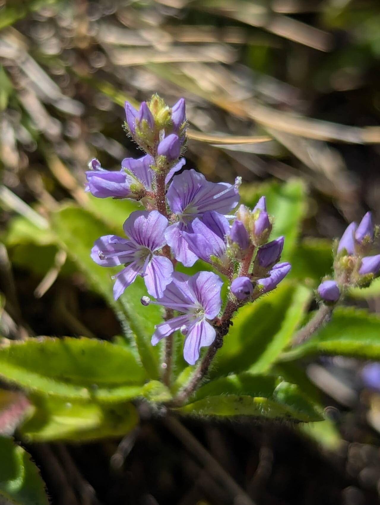 Veronica officinalis