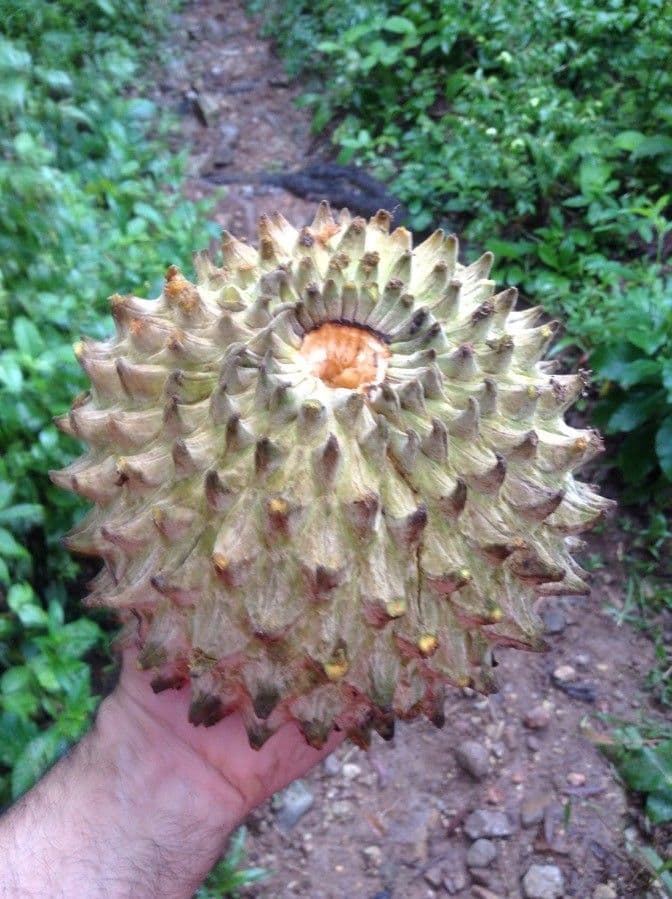 Annona purpurea