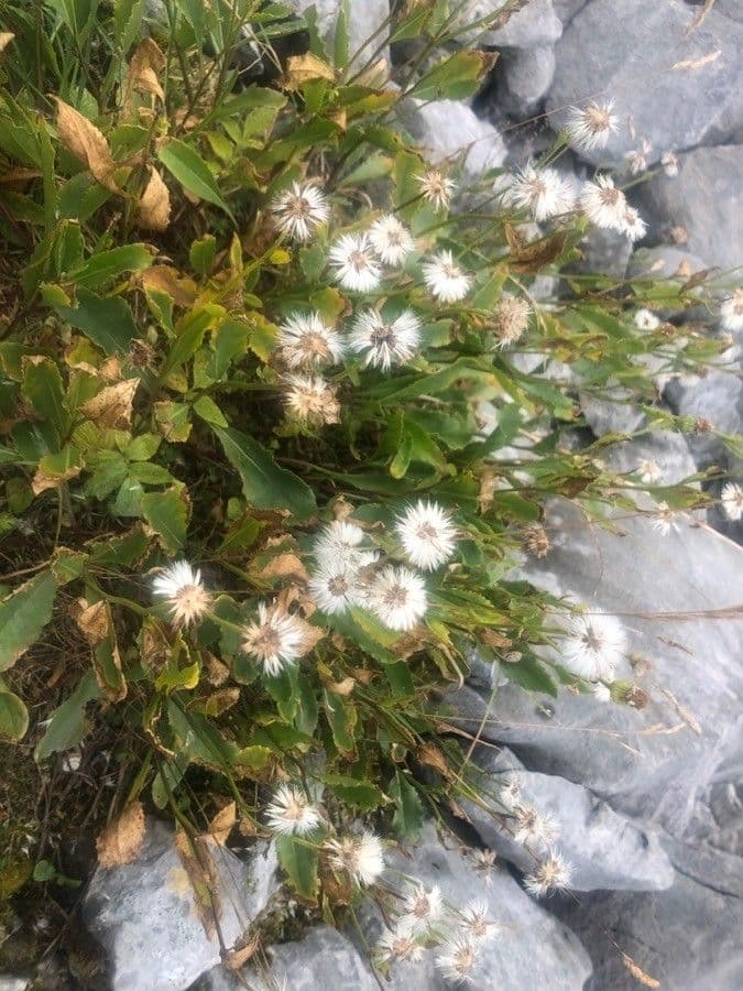 Hieracium amplexicaule