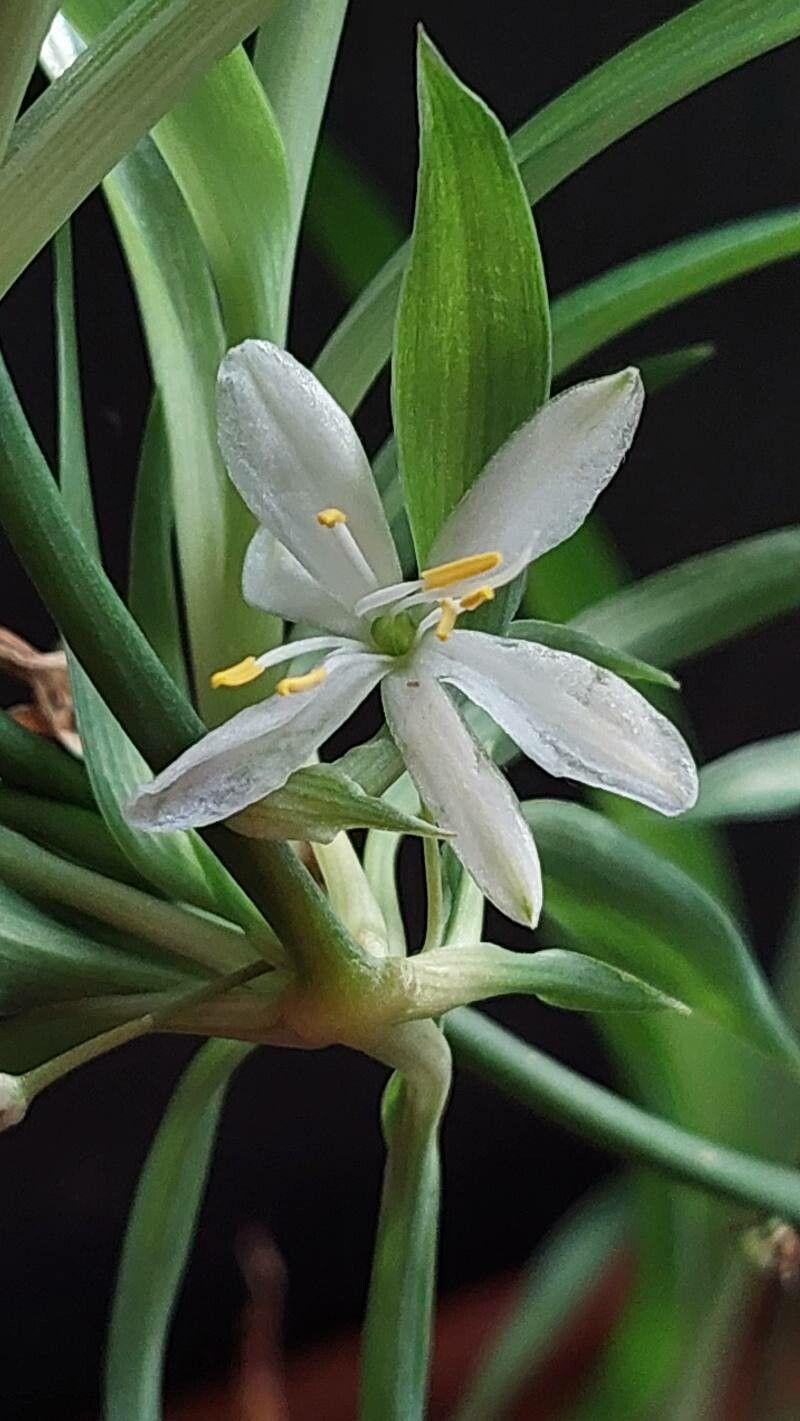 Chlorophytum comosum