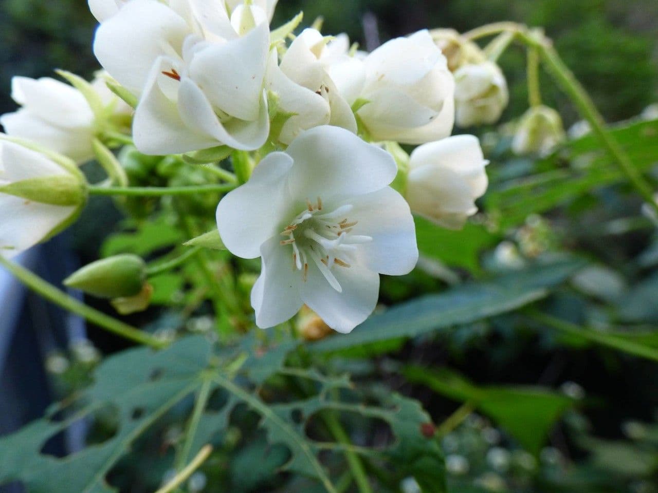 Dombeya acutangula