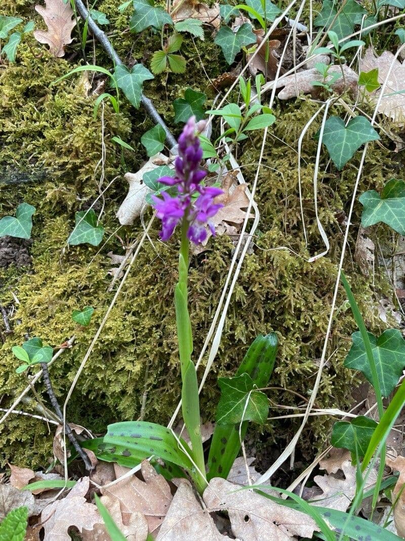 Orchis mascula