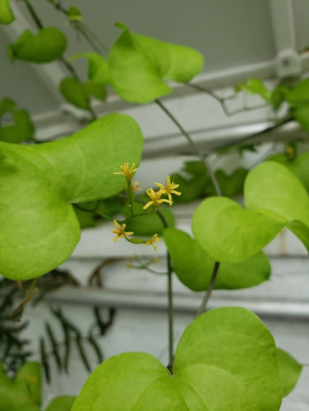 Dioscorea elephantipes