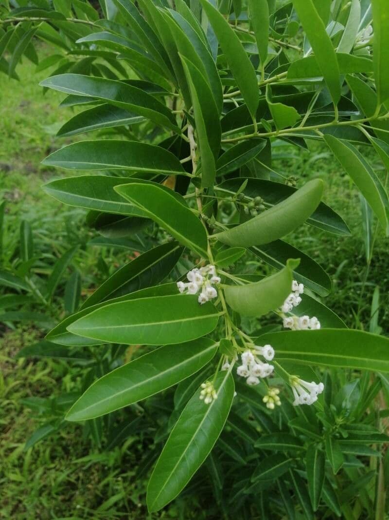 Cestrum diurnum